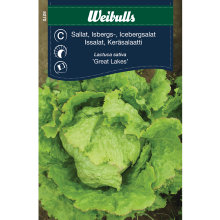 Icebergsalat 'Great Lakes'